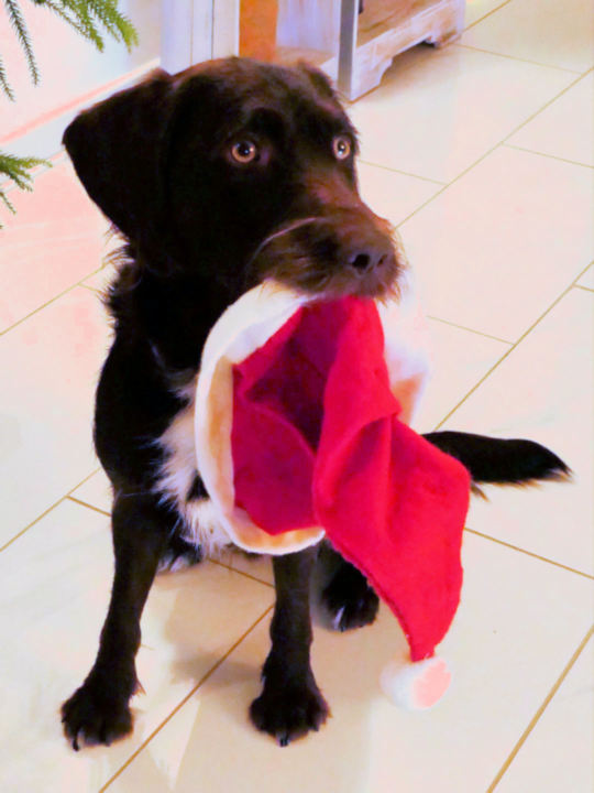 Mo wünscht eine schöne Vorweihnachtszeit